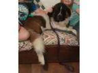 Saint Bernard Puppy for sale in King George, VA, USA