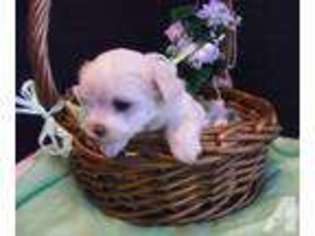 Maltese Puppy for sale in MUNCIE, IN, USA