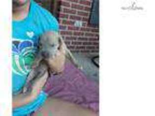 Great Dane Puppy for sale in Decatur, AL, USA