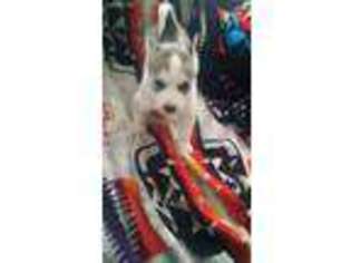 Siberian Husky Puppy for sale in Odanah, WI, USA