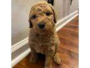 Goldendoodle Puppy for sale in Bluffton, SC, USA