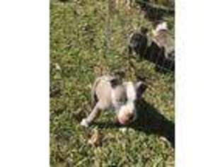 Mutt Puppy for sale in Huffman, TX, USA