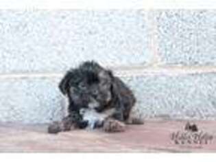 Shorkie Tzu Puppy for sale in Mount Crawford, VA, USA
