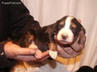 Bernese Mountain Dog Puppy for sale in East Earl, PA, USA