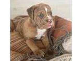 Olde English Bulldogge Puppy for sale in Altmar, NY, USA