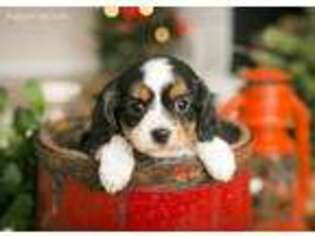 Cavalier King Charles Spaniel Puppy for sale in Morris, MN, USA