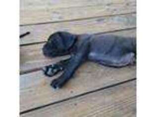 Cane Corso Puppy for sale in Akron, OH, USA
