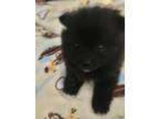 Pomeranian Puppy for sale in Rowlett, TX, USA