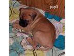 Bullmastiff Puppy for sale in Redgranite, WI, USA