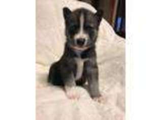 Siberian Husky Puppy for sale in Fayette, OH, USA