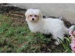 Maltese Puppy for sale in Mount Vernon, IL, USA