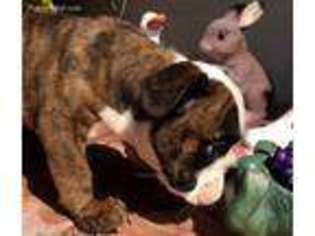 Bulldog Puppy for sale in Fullerton, CA, USA