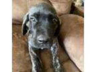Mastiff Puppy for sale in Elmer, NJ, USA