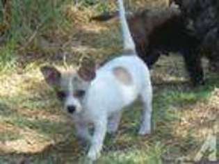 Chihuahua Puppy for sale in COMANCHE, TX, USA