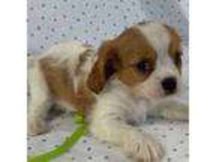Cavalier King Charles Spaniel Puppy for sale in Greenville, TX, USA