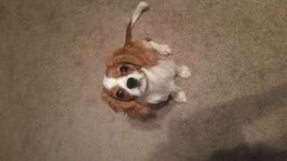 Cavalier King Charles Spaniel Puppy for sale in Harrisburg, NC, USA