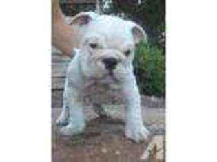 Bulldog Puppy for sale in CATAWISSA, PA, USA