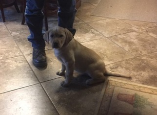 Labrador Retriever Puppy for sale in Eagle Creek, OR, USA