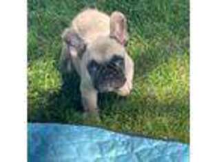 French Bulldog Puppy for sale in Westerly, RI, USA