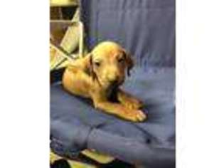 Rhodesian Ridgeback Puppy for sale in Deerfield, IL, USA