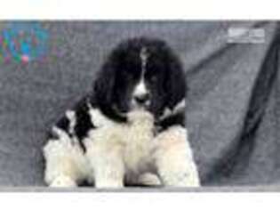 Newfoundland Puppy for sale in Lancaster, PA, USA