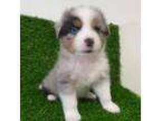 Miniature Australian Shepherd Puppy for sale in West Palm Beach, FL, USA