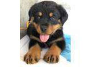 Rottweiler Puppy for sale in Pacoima, CA, USA