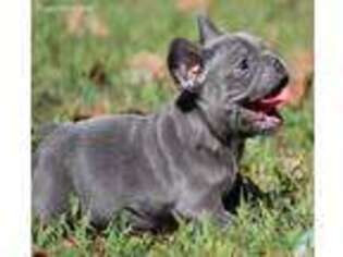 French Bulldog Puppy for sale in Smiths Grove, KY, USA