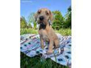 Great Dane Puppy for sale in Gosport, IN, USA