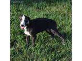 Whippet Puppy for sale in Olney, IL, USA