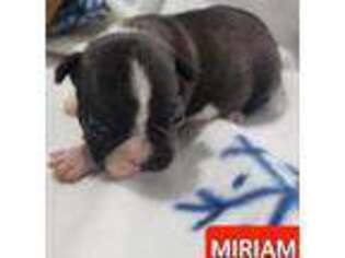 Bulldog Puppy for sale in Forest City, IA, USA