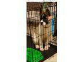 Akita Puppy for sale in Rockport, TX, USA