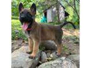 Belgian Malinois Puppy for sale in Lincoln Park, NJ, USA
