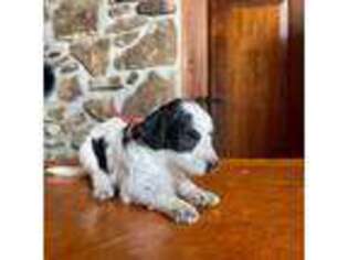 Mutt Puppy for sale in Littleton, MA, USA