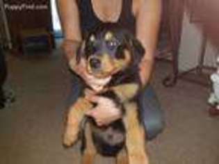 Rottweiler Puppy for sale in Jacksboro, TX, USA