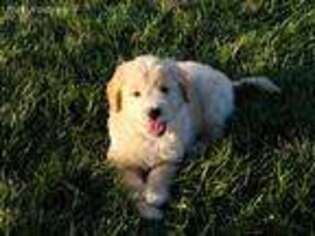 Goldendoodle Puppy for sale in West Manchester, OH, USA
