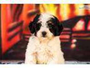 Schnoodle (Standard) Puppy for sale in Youngstown, OH, USA