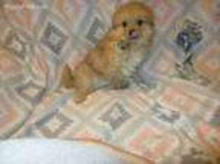Pomeranian Puppy for sale in Monon, IN, USA