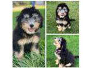 Mutt Puppy for sale in Prior Lake, MN, USA