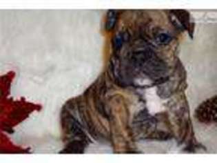 Bulldog Puppy for sale in Biloxi, MS, USA