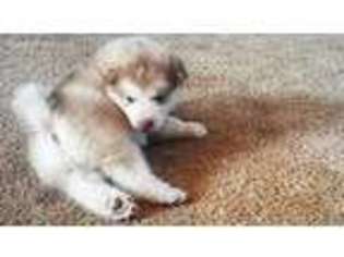 Alaskan Malamute Puppy for sale in Clarksville, TN, USA