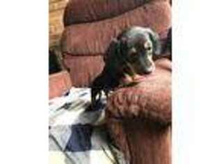 Dachshund Puppy for sale in Glen Rock, PA, USA