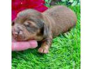 Dachshund Puppy for sale in Tulsa, OK, USA