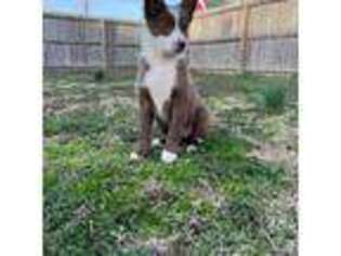 Border Collie Puppy for sale in Centerton, AR, USA