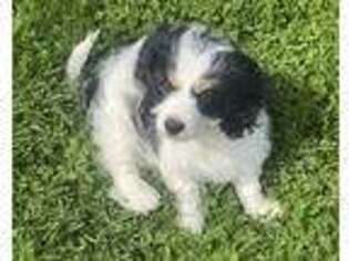 Cavachon Puppy for sale in Marietta, OH, USA