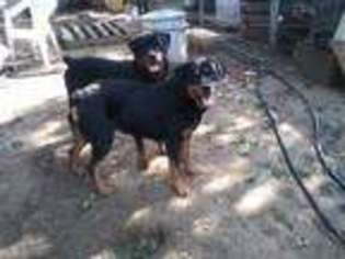 Rottweiler Puppy for sale in FORT WORTH, TX, USA