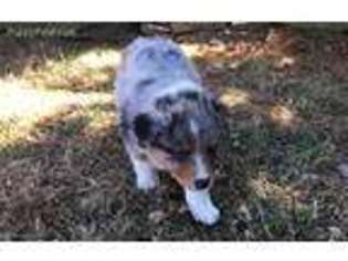 Australian Shepherd Puppy for sale in Purcellville, VA, USA