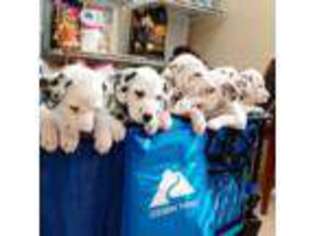 Dalmatian Puppy for sale in Atwater, CA, USA