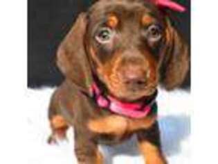 Dachshund Puppy for sale in Sugarcreek, OH, USA