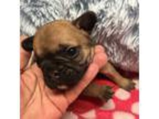 French Bulldog Puppy for sale in West River, MD, USA